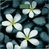 Wenko Badkamer Weegschaal Bloom 1 Wenko Badkamer Weegschaal Bloom -Silvergear Shop 550x550 437